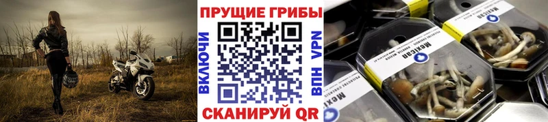 Псилоцибиновые грибы Psilocybe  где продают   Алейск 